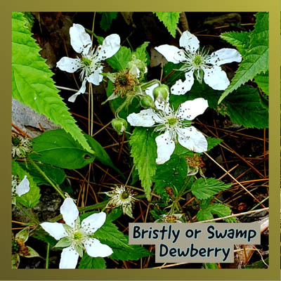 Bristly or Swamp Dewberry